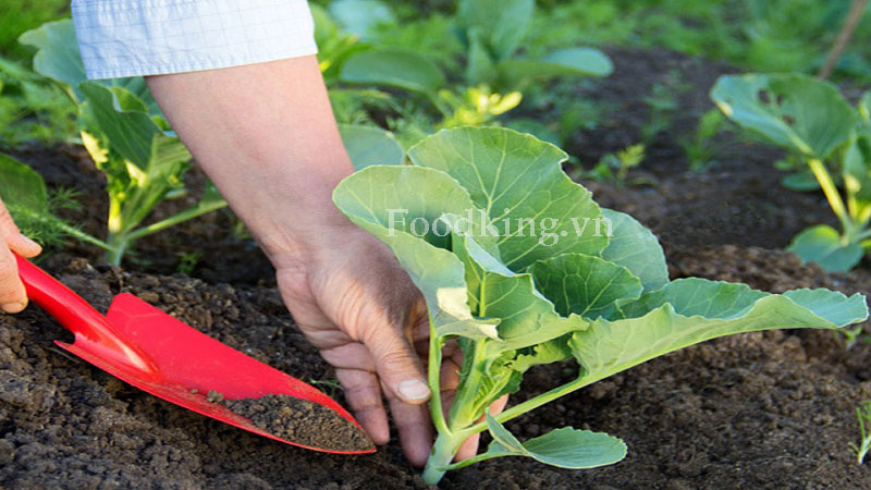 Nâng cao sức khoẻ của đất từ trồng rau củ quả hữu cơ 